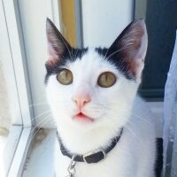 Tekir Kedi, Kedi  kaymak  fotoğrafı