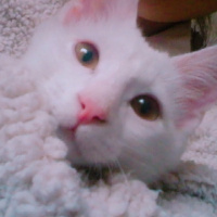 Chinchilla, Kedi  Pambık fotoğrafı