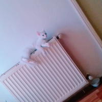 Chinchilla, Kedi  Pambık fotoğrafı