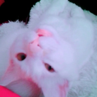 Chinchilla, Kedi  Pambık fotoğrafı