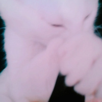 Chinchilla, Kedi  Pambık fotoğrafı