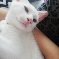 Van Kedisi, Kedi  Pamuk fotoğrafı