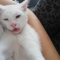 Van Kedisi, Kedi  Pamuk fotoğrafı