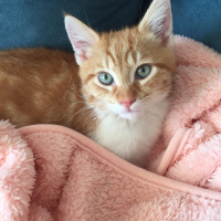 Sarman, Kedi  badem fotoğrafı