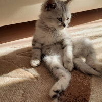 British Shorthair, Kedi  Duman fotoğrafı