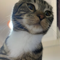 Scottish Fold, Kedi  bonibon fotoğrafı