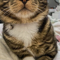 Scottish Fold, Kedi  bonibon fotoğrafı