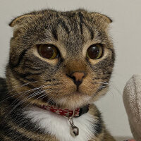 Scottish Fold, Kedi  bonibon fotoğrafı