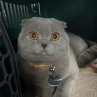 Scottish Fold, Kedi  Mars fotoğrafı