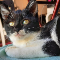 Tuxedo (Smokin) Kedi, Kedi  Mia fotoğrafı