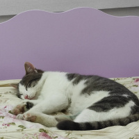 Tekir Kedi, Kedi  Duman fotoğrafı