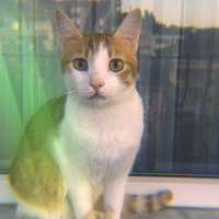 Sarman, Kedi  BADEM DEVRİK fotoğrafı