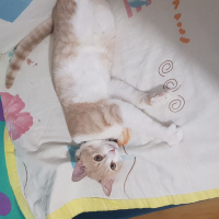 Tekir Kedi, Kedi  saki fotoğrafı