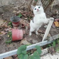 Tekir Kedi, Kedi  TARÇIN fotoğrafı