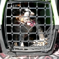 King Charles Spaniel, Köpek  Çiko fotoğrafı