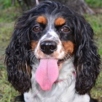 King Charles Spaniel, Köpek  Çiko fotoğrafı