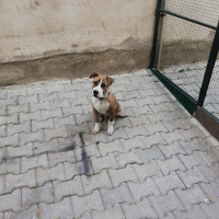 Amerikan Pitbull Terrier, Köpek  Ares fotoğrafı