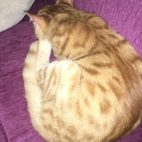 Sarman, Kedi  rüzgar fotoğrafı