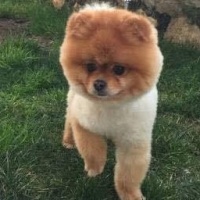 Pomeranyalı, Köpek  TEACUP  fotoğrafı