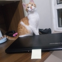 Sarman, Kedi  Kınalı fotoğrafı