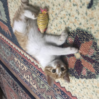 Sarman, Kedi  Kınalı fotoğrafı