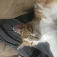Sarman, Kedi  Kınalı fotoğrafı