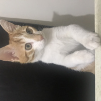 Sarman, Kedi  Kınalı fotoğrafı