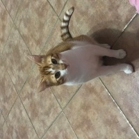 Sarman, Kedi  Kınalı fotoğrafı