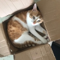 Sarman, Kedi  Kınalı fotoğrafı
