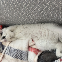 Tekir Kedi, Kedi  Luna fotoğrafı