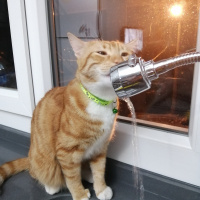 Sarman, Kedi  ARİF fotoğrafı