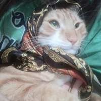 Sarman, Kedi  ARİF fotoğrafı