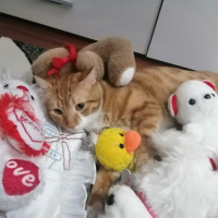 Sarman, Kedi  ARİF fotoğrafı