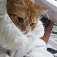 Sarman, Kedi  ARİF fotoğrafı