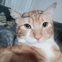 Sarman, Kedi  ARİF fotoğrafı