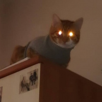 Sarman, Kedi  ARİF fotoğrafı