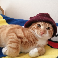 Sarman, Kedi  ARİF fotoğrafı