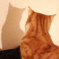 Sarman, Kedi  ARİF fotoğrafı