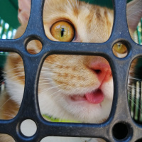 Sarman, Kedi  ARİF fotoğrafı