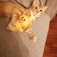 Sarman, Kedi  ARİF fotoğrafı