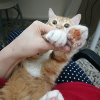 Sarman, Kedi  ARİF fotoğrafı