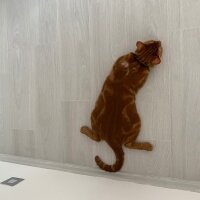 Sarman, Kedi  Ginger fotoğrafı