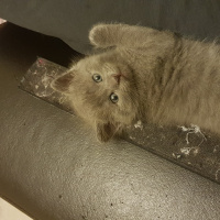 British Shorthair, Kedi  Gumusum fotoğrafı