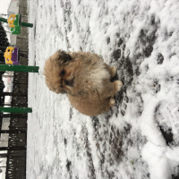 Pekingese, Köpek  Max fotoğrafı