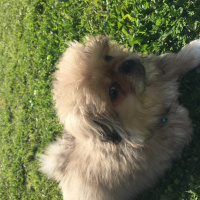 Pekingese, Köpek  Max fotoğrafı