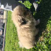 Pekingese, Köpek  Max fotoğrafı