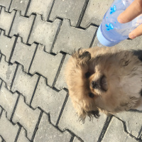 Pekingese, Köpek  Max fotoğrafı