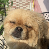 Pekingese, Köpek  Max fotoğrafı