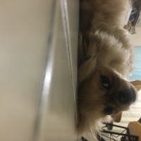 Pekingese, Köpek  Max fotoğrafı