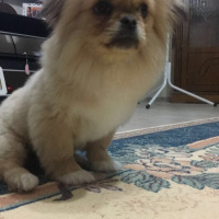 Pekingese, Köpek  Max fotoğrafı